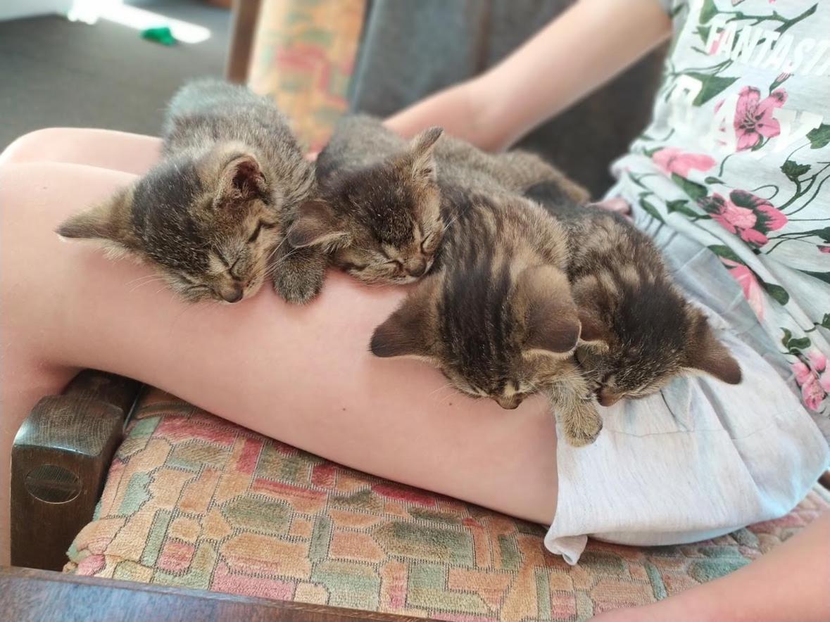 Na Losenici Nicov  Esterno foto